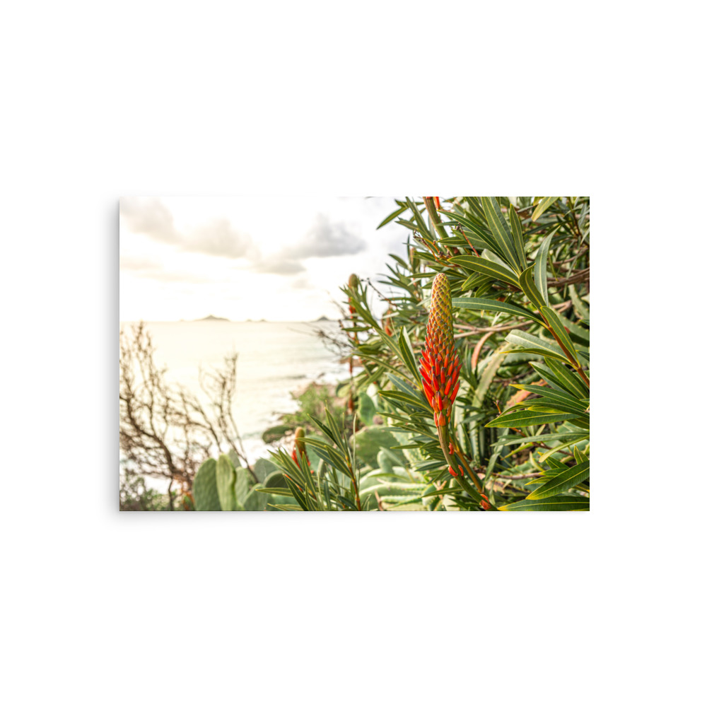 Close-up of island flora featured on the 'Island Flora' (H) Print—a green plant with a red-tipped bud set before a blurred coastal backdrop, with sea and cloudy sky in the distance.