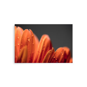 Close-up of bright orange petals with water droplets on 'Faunus II' Print, set against a dark, blurred background.