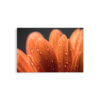 premium-luster-photo-paper-poster-in-20x30-front-693d9b37bb2ae.jpg Close-up of orange flower petals with water droplets against a dark, blurred background featured on the 'Faunus I' Print.