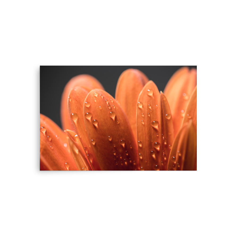 premium-luster-photo-paper-poster-in-20x30-front-693d9b37bb2ae.jpg Close-up of orange flower petals with water droplets against a dark, blurred background featured on the 'Faunus I' Print.
