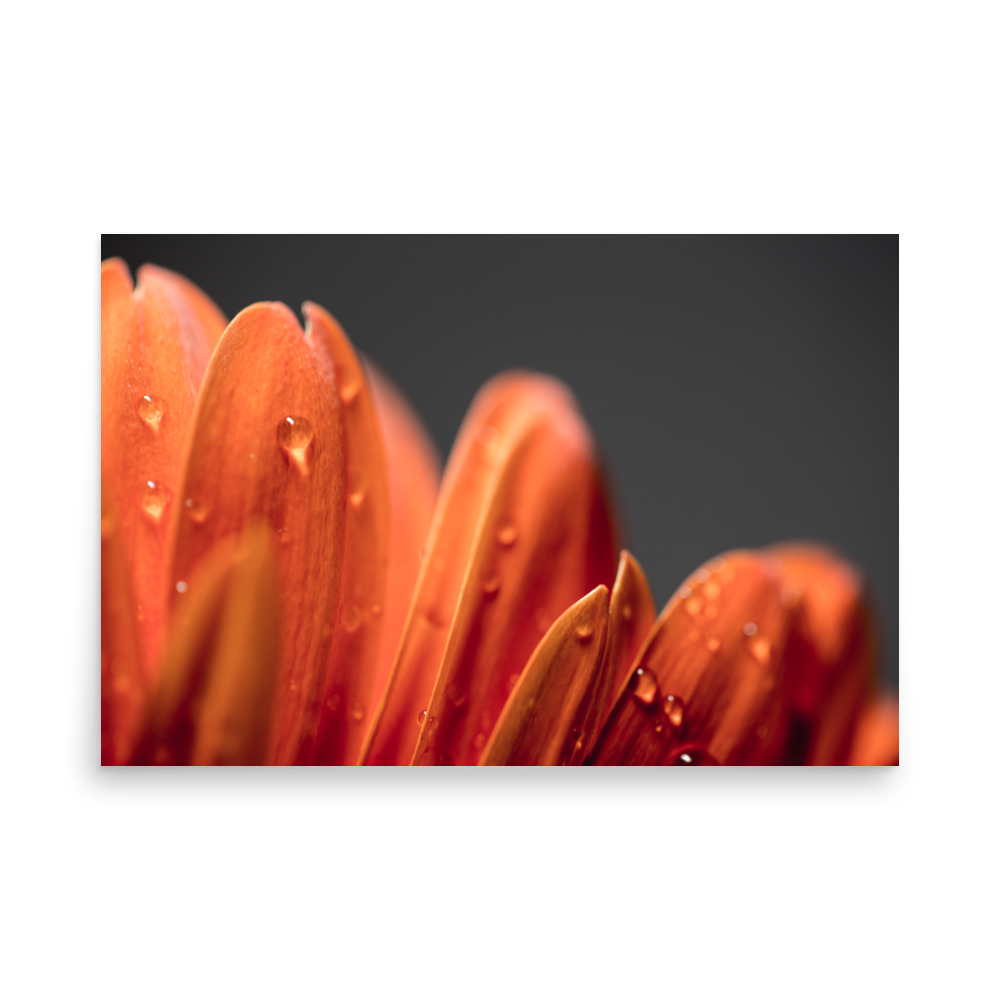 Close-up of vibrant orange petals with water droplets on the 'Faunus II' Print, set against a dark, softly blurred background.