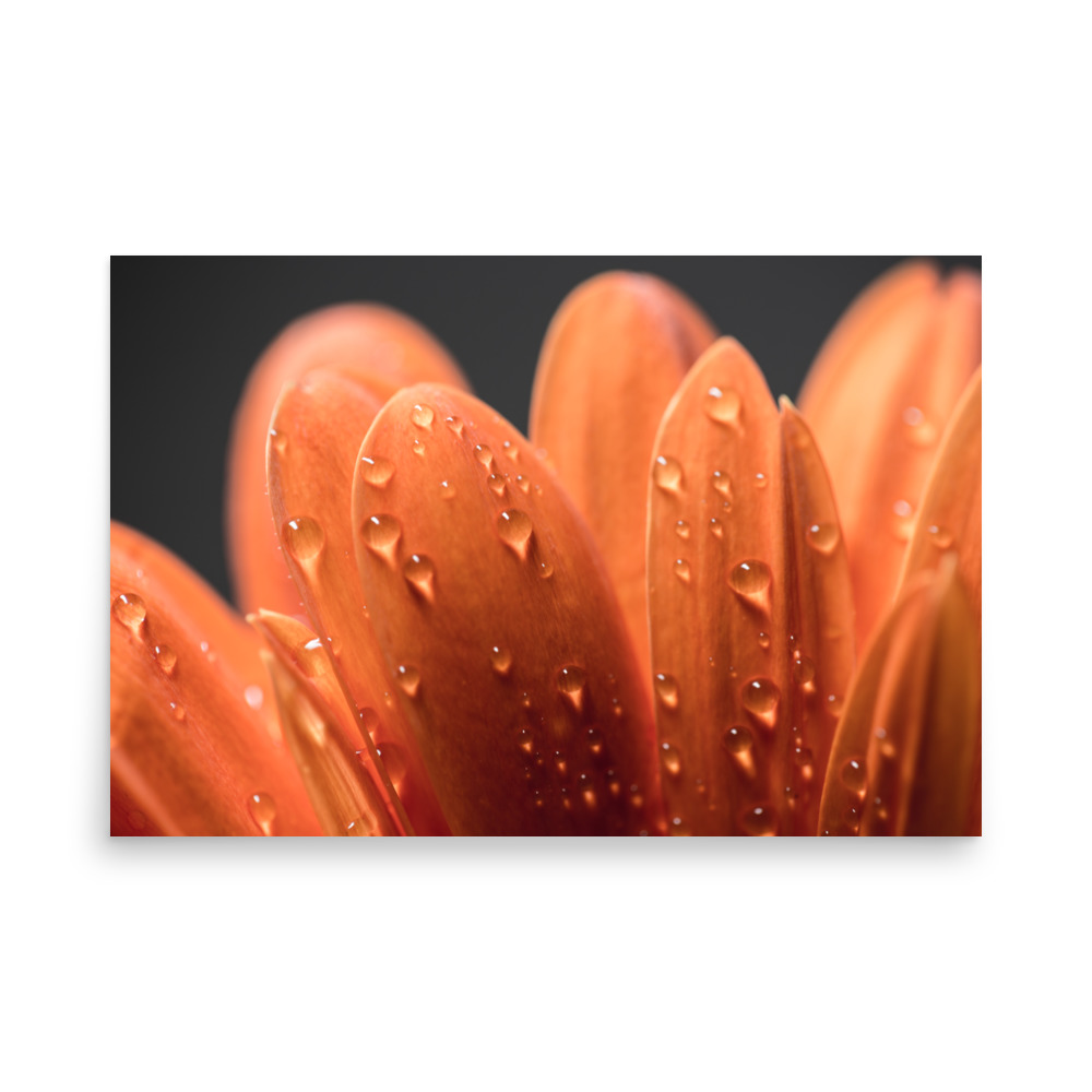 Close-up of orange flower petals with water droplets, set against a dark, blurred background. 'Faunus I' Print.