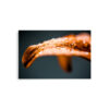 water droplets on a leaf petal