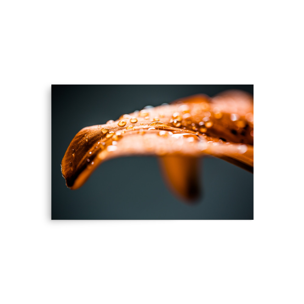 water droplets on a leaf petal