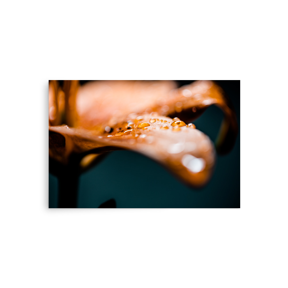 water droplets on a leaf petal