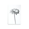 The 'Dimorphotheca I' Print features a black and white photo of a single daisy with a long stem, centred on a plain white background. The focus on the flower’s petals and centre creates a minimalist, elegant composition.