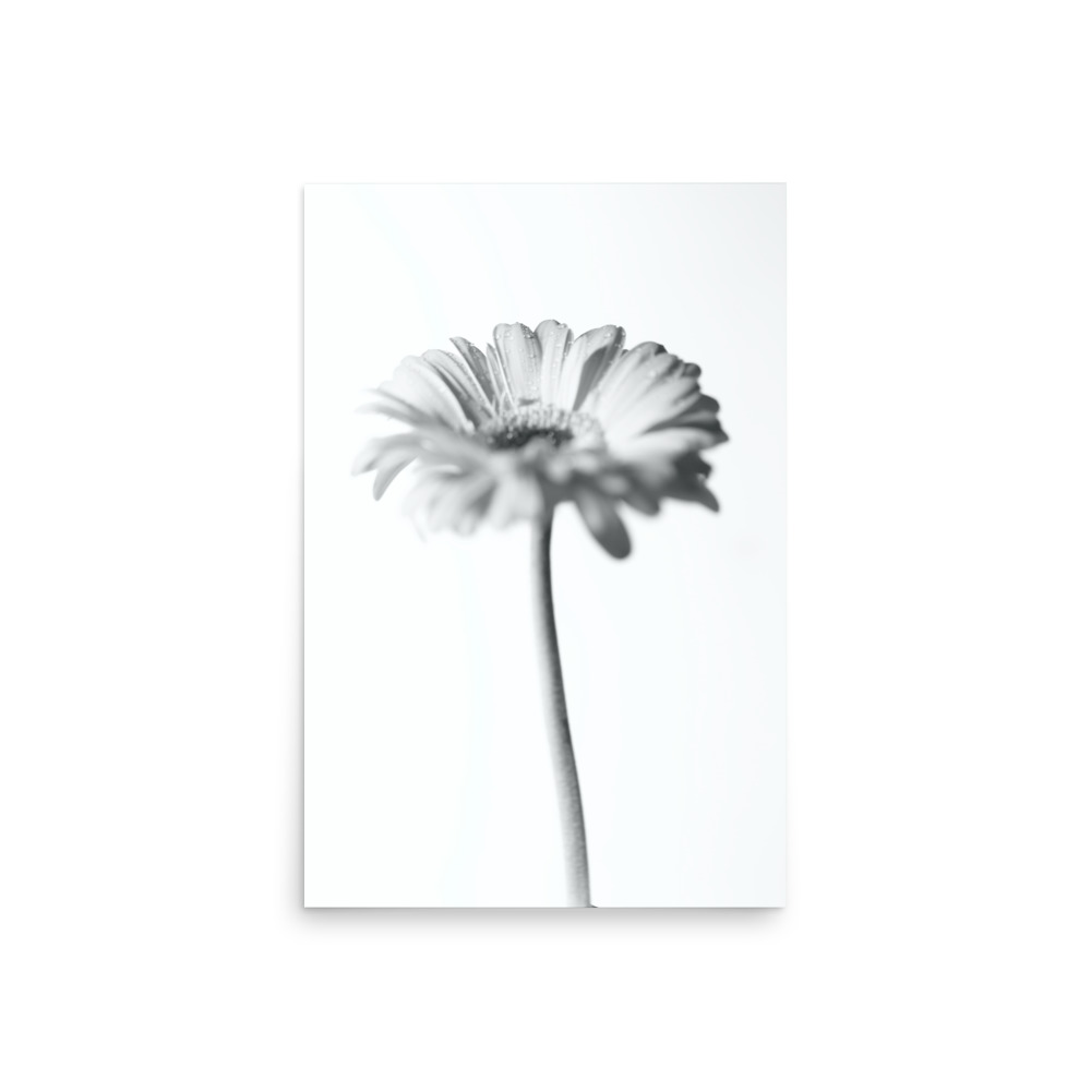 The 'Dimorphotheca I' Print features a black and white photo of a single daisy with a long stem, centred on a plain white background. The focus on the flower’s petals and centre creates a minimalist, elegant composition.