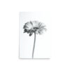 The 'Dimorphotheca II' Print features a black and white photo of a single long-stemmed flower with soft petals, centred on a plain white background for a minimalist, elegant look.