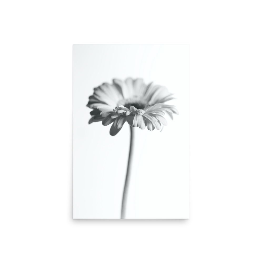 The 'Dimorphotheca II' Print features a black and white photo of a single long-stemmed flower with soft petals, centred on a plain white background for a minimalist, elegant look.