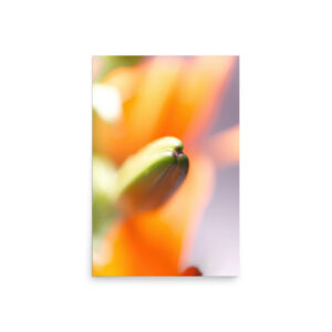 Close-up of a green flower bud from the "Lilium II" Print stands out against a softly blurred background of vibrant orange petals, creating a warm and abstract composition.