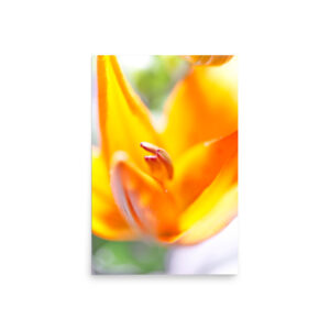 Close-up of the 'Lilium III' Print shows a vibrant orange lily in bright sunlight, with soft focus and blurred green background, highlighting its stamen and petals.