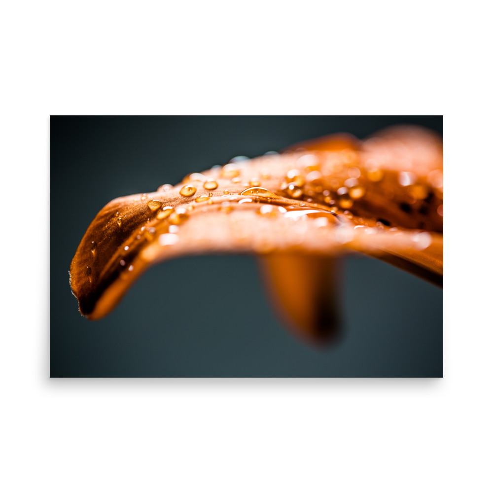 water droplets on a leaf petal