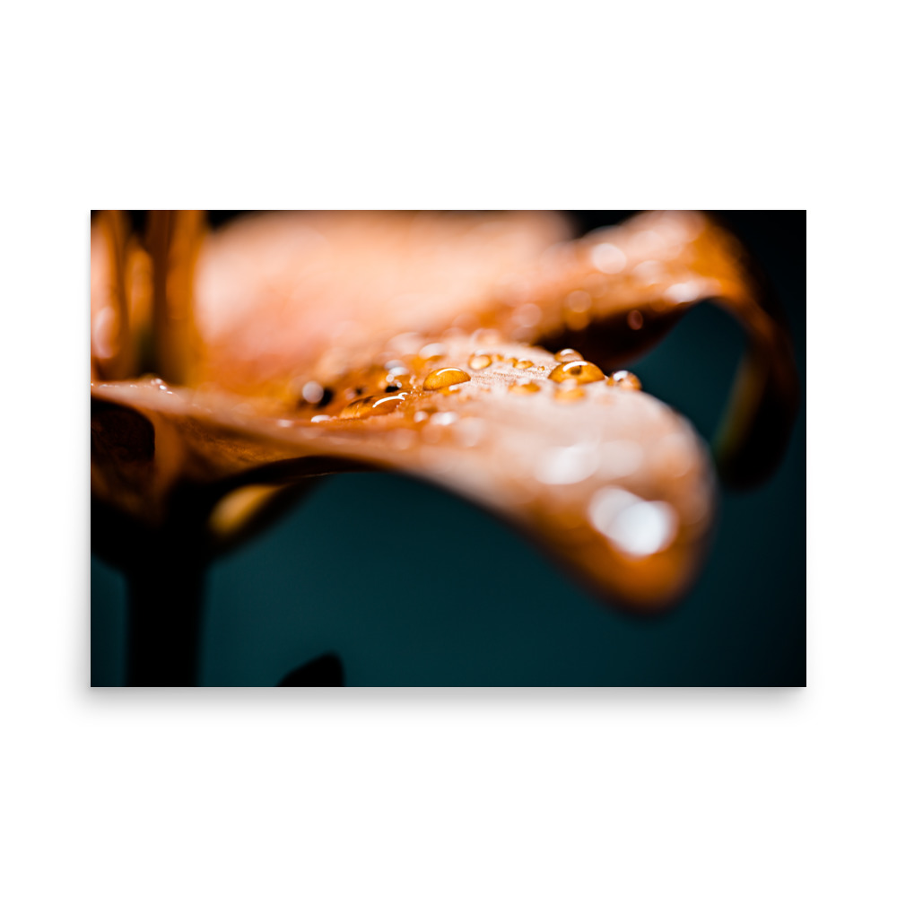 water droplets on a leaf petal