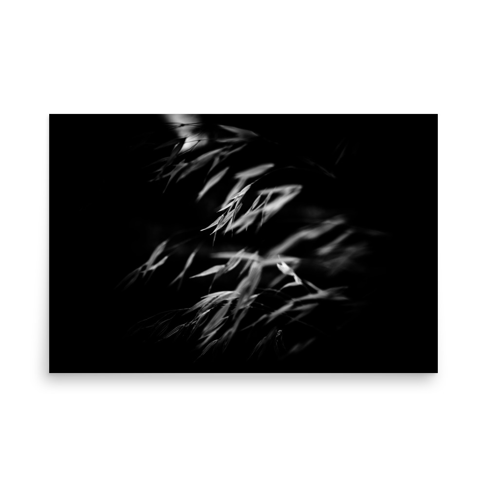 dry grass in back and white