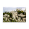 ‘Island Feathertop’ Print: A close-up of tall, fluffy grass seed heads in a field, set against a softly blurred background and partly cloudy sky.