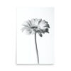 The 'Dimorphotheca I' Print features a black and white photo of a single daisy with a long stem, centred on a white background. The flower head is in sharp focus, whilst the stem and background are gently blurred.