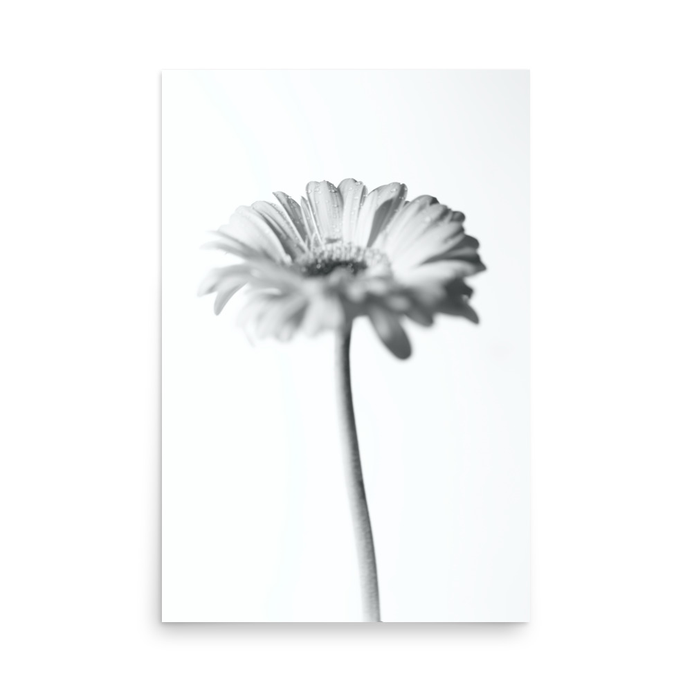 The 'Dimorphotheca I' Print features a black and white photo of a single daisy with a long stem, centred on a white background. The flower head is in sharp focus, whilst the stem and background are gently blurred.