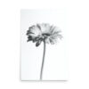 The 'Dimorphotheca II' Print features a black and white photo of a single daisy-like flower with a long stem, centred on a plain white background. Softly focussed petals lend the artwork a minimalistic and delicate style.