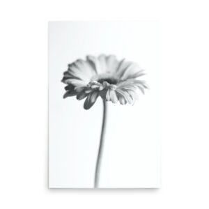 The 'Dimorphotheca II' Print features a black and white photo of a single daisy-like flower with a long stem, centred on a plain white background. Softly focussed petals lend the artwork a minimalistic and delicate style.