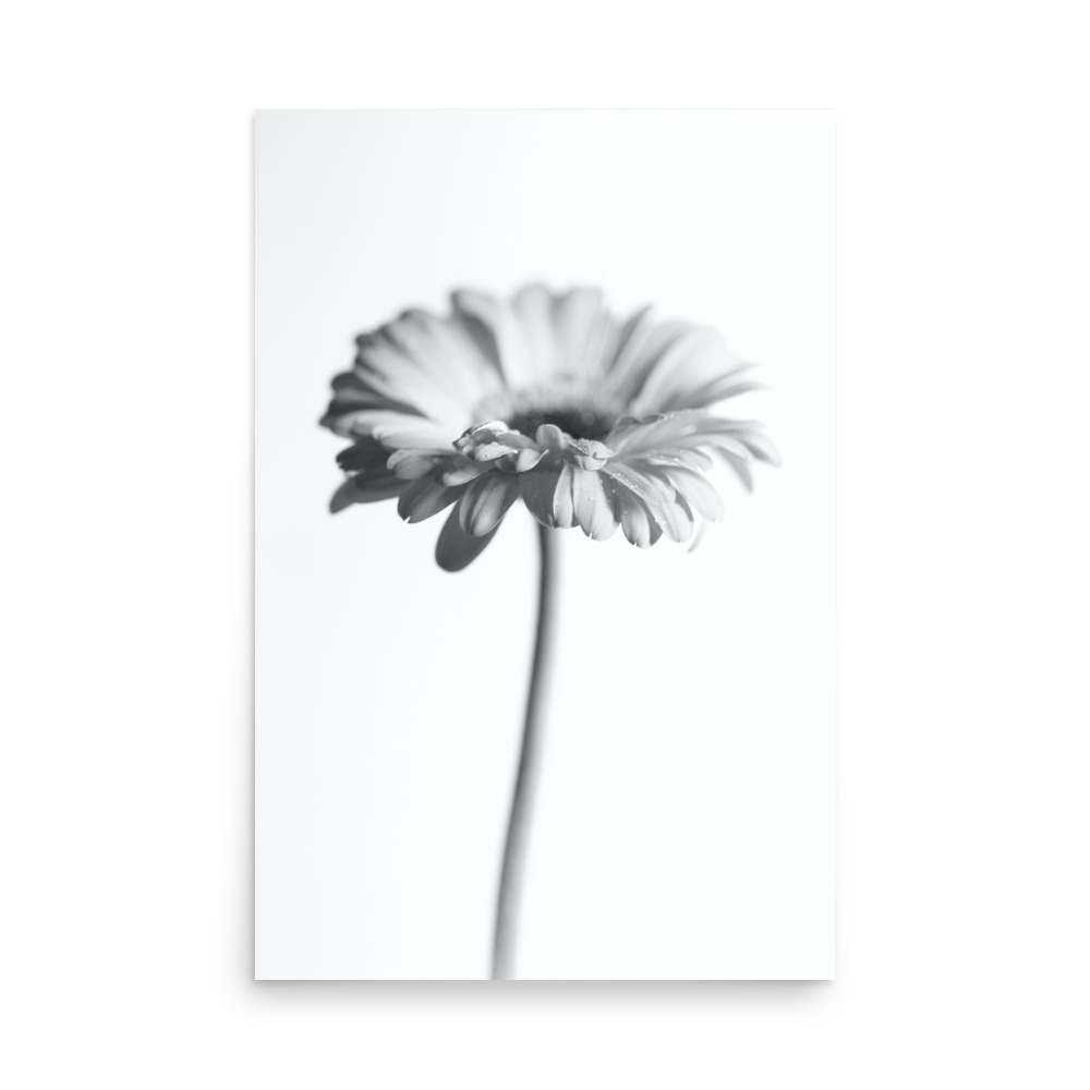 The 'Dimorphotheca II' Print features a black and white photo of a single daisy-like flower with a long stem, centred on a plain white background. Softly focussed petals lend the artwork a minimalistic and delicate style.