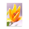 A close-up of the 'Lilium I' Print shows an orange lily in bloom with soft-focus petals, a blurred light purple and white background, and the flower’s stamen visible at the centre.