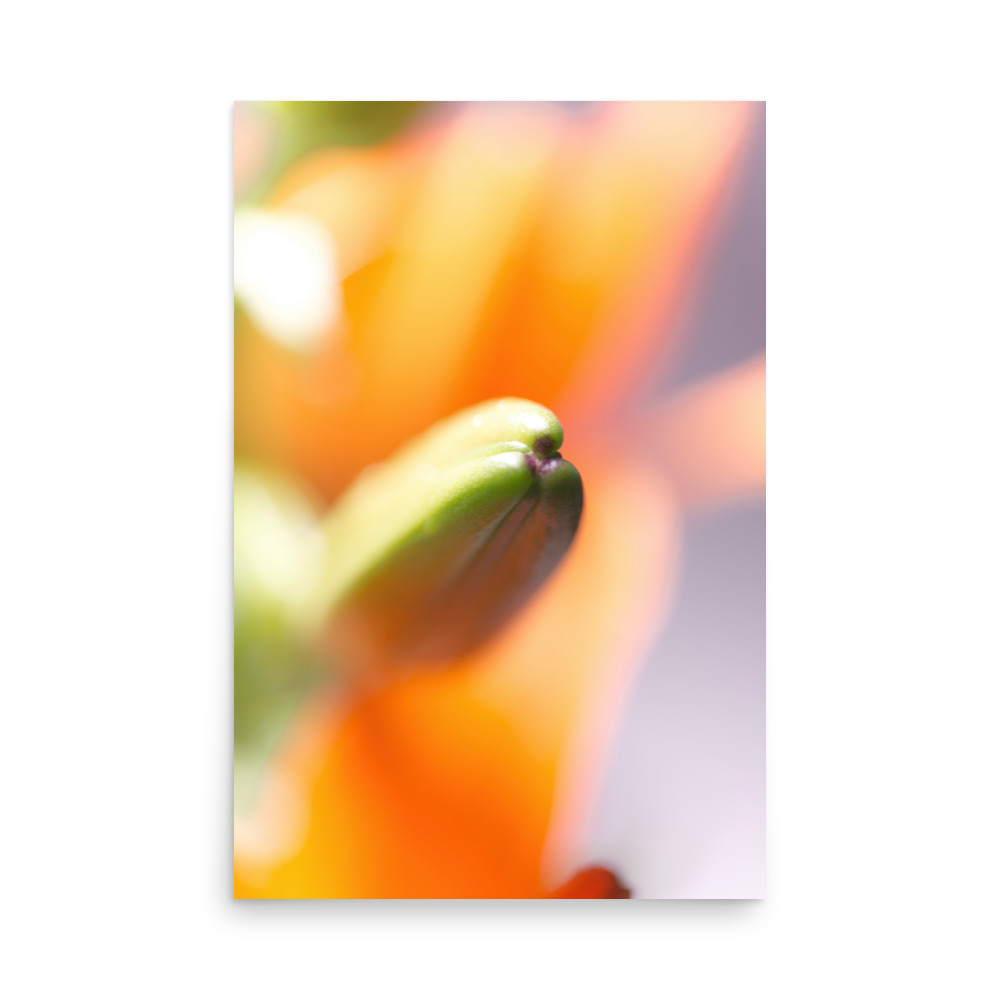 Close-up of a green flower bud featured in the "Lilium II" print, with soft orange petals blurred in the background, creating a vibrant and dreamy atmosphere.