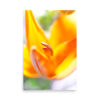Close-up of the 'Lilium III' Print, featuring a vibrant orange lily with petals and stamen in soft focus against a blurred green and white background.