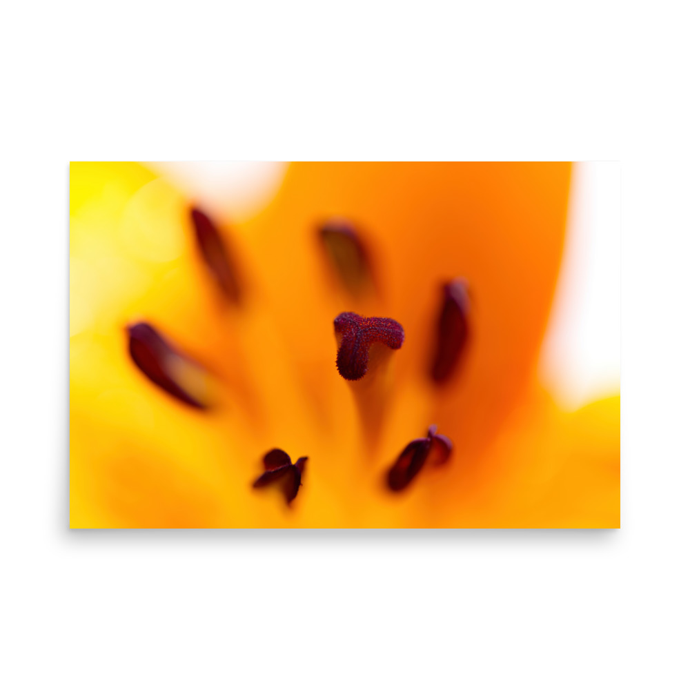 Close-up of the "Lilium Macro II" Print, featuring a vibrant orange lily flower with detailed dark red stamens and pistil set against a softly blurred yellow-orange background.