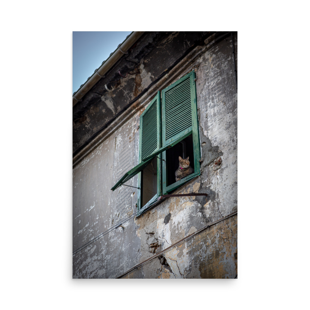 A brown cat peeks from behind green shutters on a weathered building in the 'Neighbourhood Watch' Print, blending into its charmingly cracked and peeling setting.