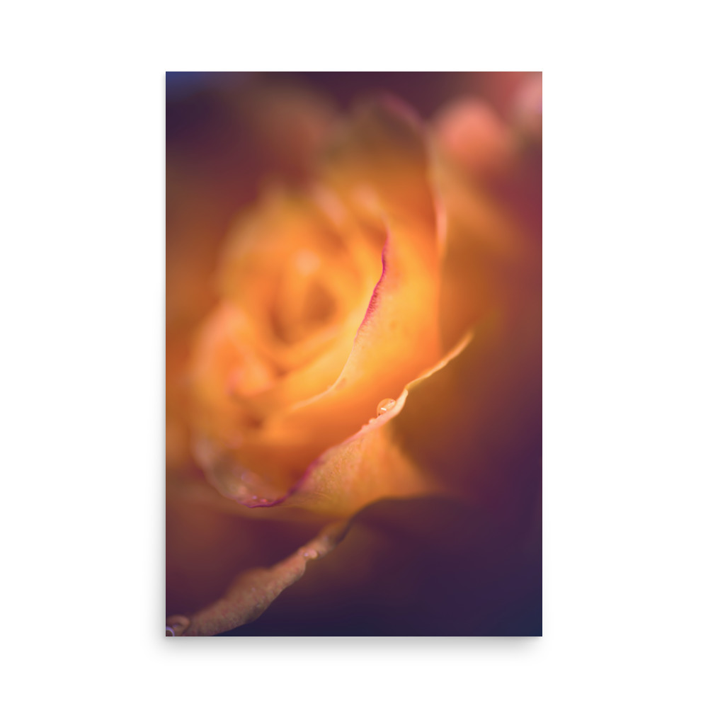 Close-up of an orange rose with delicate petals and water droplets featured in the 'Afterglow I' Print, set against a smooth background blending warm and purple tones with soft, gentle lighting.