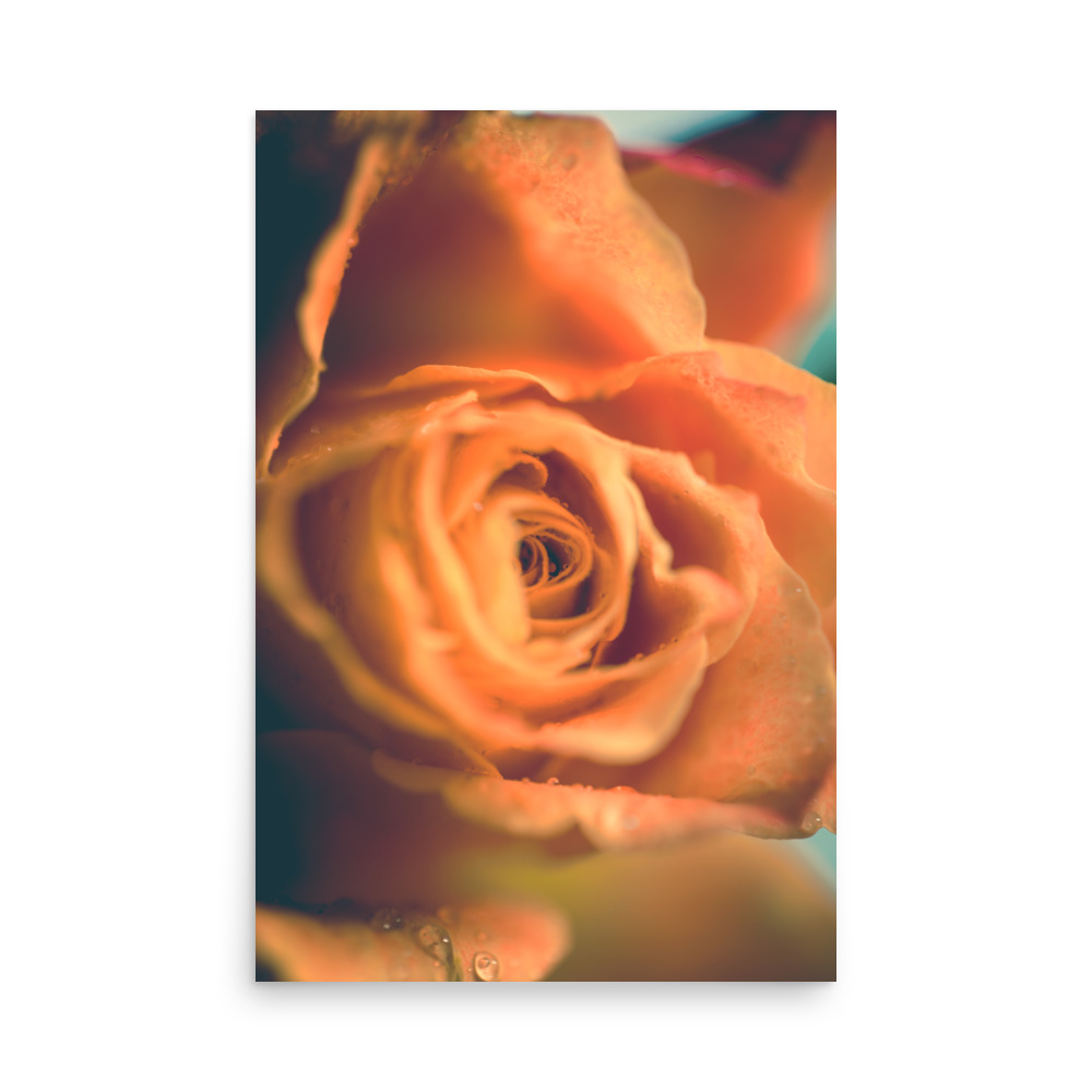 Close-up of 'Afterglow II' Print, featuring an orange rose with delicate, illuminated petals and visible water droplets. The gently blurred background highlights the flower’s intricate textures.